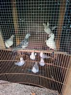 Indien interesse stuur me: 0465 00 61 59