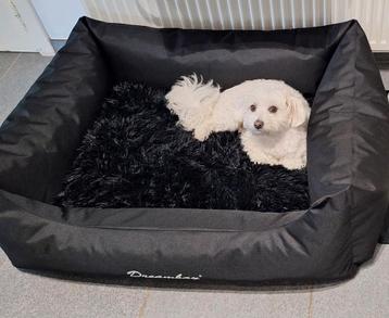 ‼️🐶 ZIE BESCHRIJVING aub. beschikbaar voor biedingen