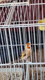 Agaat grote distelvinken  koppel van 24