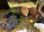 Zuivere franse hangoortjes, Dieren en Toebehoren, Meerdere dieren, Middelgroot, Hangoor, 0 tot 2 jaar