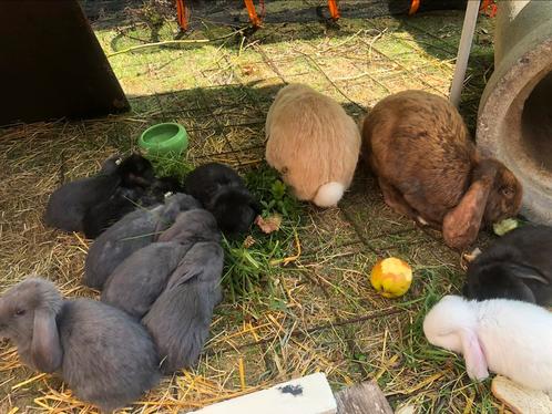 Zuivere franse hangoortjes, Dieren en Toebehoren, Konijnen, Middelgroot, Meerdere dieren, 0 tot 2 jaar, Hangoor