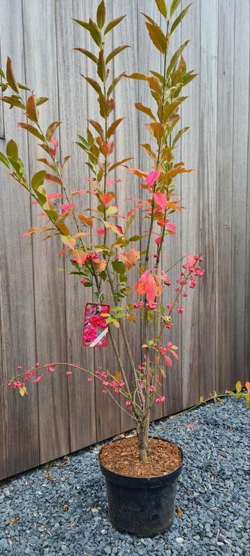 Euonymus Europaeus  beschikbaar voor biedingen