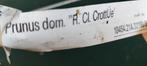 Pruim boompjes rein claude, Tuin en Terras, Planten | Fruitbomen, Ophalen