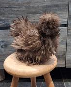 Jonge USA zijdehoender hennen, ingeënt, Dieren en Toebehoren, Pluimvee