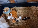 4 baby cavia's vrouwtjes, Dieren en Toebehoren, Knaagdieren, Cavia, December, Vrouwelijk, Tam