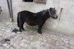 Shetland merrie, Dieren en Toebehoren, Merrie, A pony (tot 1.17m), 11 jaar of ouder