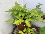 Bambou stokken en tuinplanten, Tuin en Terras, Planten | Tuinplanten, Ophalen of Verzenden, Bodembedekkers