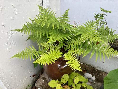 Bambou stokken en tuinplanten, Tuin en Terras, Planten | Tuinplanten, Bodembedekkers, Ophalen of Verzenden