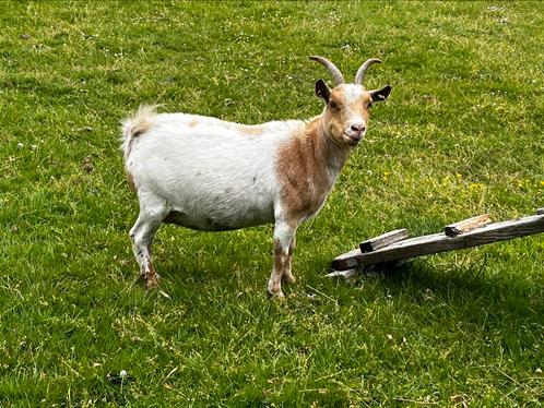Mooie dwerggeit Mieke, Dieren en Toebehoren, Schapen, Geiten en Varkens, Geit, Vrouwelijk, 0 tot 2 jaar