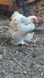 Cochin kriel jonge  kippen , wit en bruin, Dieren en Toebehoren