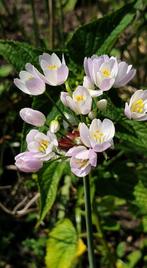 Allium Roseum , 1 euro /potje, Jardin & Terrasse, Plantes | Jardin, Plein soleil, Printemps, Enlèvement, Autres espèces