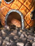 Alegeneter, Vis, Zoetwatervis