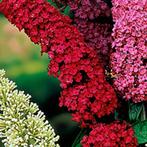 VLINDERBLOEMEN / VLINDERSTRUIK EN oa ROYAL RED, IN POT =  7€, Tuin en Terras, Planten | Struiken en Hagen, Minder dan 100 cm, Ophalen of Verzenden