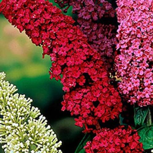 VLINDERBLOEMEN / VLINDERSTRUIK EN oa ROYAL RED, IN POT =  7€, Tuin en Terras, Planten | Struiken en Hagen, Struik, Vlinderstruik