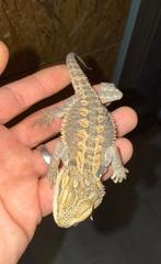 Pogona vitticeps 2025, Dieren en Toebehoren, Hagedis, 0 tot 2 jaar