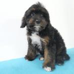 Cavapoo - Puppy's te koop, CDV (hondenziekte), Meerdere, Meerdere dieren, Buitenland