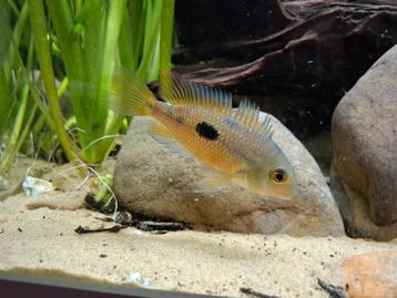 Hypsophrys nicaraguensis – Gele Moga, Dieren en Toebehoren, Vissen | Aquariumvissen