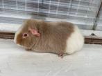 Jonge cavia, Dieren en Toebehoren, Cavia, Tam