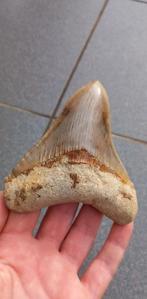 Mooie Megalodon haaientand fossielen, Verzamelen, Mineralen en Fossielen, Ophalen of Verzenden, Fossiel
