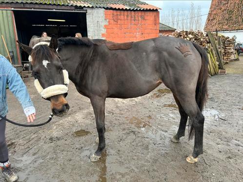 4 jaarse volbloed merrie, Dieren en Toebehoren, Paarden, Merrie, B, Minder dan 160 cm, 3 tot 6 jaar, Recreatiepaard, Met stamboom