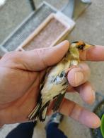 Mâle parva spécial 2025, Mannelijk