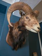 grote mooie jachttrofee 1976 moeflon, Ophalen of Verzenden