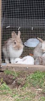 Super lieve vrouwelijk konijn., Dieren en Toebehoren, Konijnen, Vrouwelijk