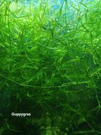 Guppygras, Najas, Dieren en Toebehoren, Ophalen of Verzenden, Plant(en), Steen of Hout