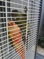 2  supertamme pyrrhura papegaaien + kooi en alles erbij, Geslacht onbekend, Papegaai, Pratend