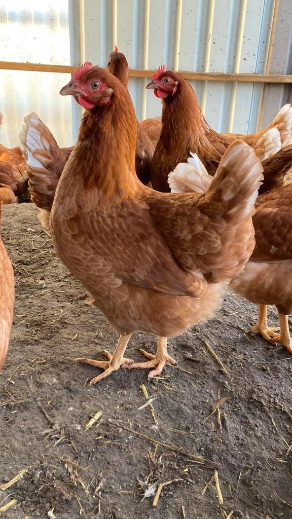 Jonge legkippen, Dieren en Toebehoren, Pluimvee, Kip, Vrouwelijk