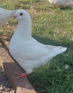 Kingduiven. King duif, Dieren en Toebehoren