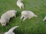 Golden retriever pups, Dieren en Toebehoren, België, 8 tot 15 weken, Meerdere, Meerdere dieren