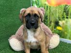Kruising Boxer x Duitse Herder pups, Dieren en Toebehoren, Honden | Niet-rashonden, CDV (hondenziekte), Meerdere, 8 tot 15 weken