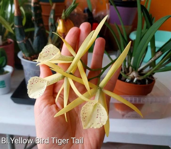 Orchidee Brassocattleya Yellow Bird 'Tiger Tail' 🐅, Huis en Inrichting, Kamerplanten, Ophalen of Verzenden