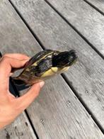 Gezonde mannelijke geelbuikschildpad (waterschildpad), Dieren en Toebehoren, Reptielen en Amfibieën, Schildpad, Tam, 3 tot 6 jaar