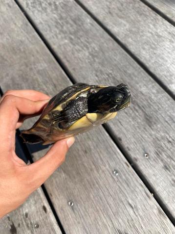 Gezonde mannelijke geelbuikschildpad (waterschildpad) beschikbaar voor biedingen