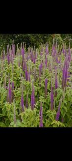 Teucrium hyrcanicum - gamander, Halfschaduw, Vaste plant, Ophalen