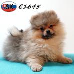 keesjes - pups te koop, Dieren en Toebehoren, Keeshond, 15 weken tot 1 jaar, Handelaar, Buitenland