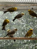 Lizard kanarie 2025, Dieren en Toebehoren, Meerdere dieren, Wildzangvogel, Geringd