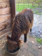 Schotse hooglander, Animaux & Accessoires, Bovins, Mâle, 0 à 2 ans
