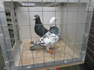 kweekkoppels beschikbaar voor biedingen