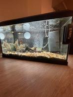 Aquarium 60l Juwel, Dieren en Toebehoren, Ophalen, Zo goed als nieuw