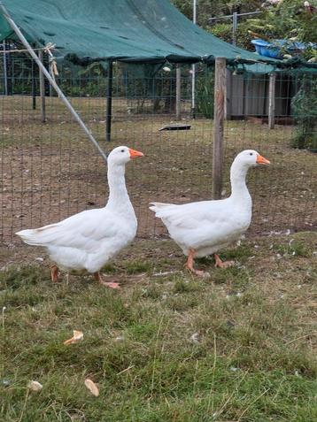 Witte ganzen beschikbaar voor biedingen