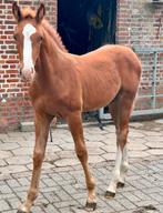 Hengstenveulen, Dieren en Toebehoren, Hengst, Niet van toepassing, Gechipt, 0 tot 2 jaar