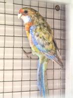 Rosella zwartpastel, Mannelijk, Parkiet, Geringd