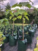 Paulownia tomentosa / Royal Empress tree / Kiri bomen: 2m, Tuin en Terras, Planten | Bomen, Lente, 100 tot 250 cm, Volle zon, In pot