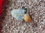 Jonge handtamme dwergpapegaaien, Dieren en Toebehoren, Vogels | Parkieten en Papegaaien