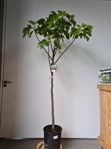 Vijgenboom - Ficus Carica 'Verdino'