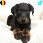 Beauceron pups te koop (Belgisch), Dieren en Toebehoren, Honden | Herdershonden en Veedrijvers, België, CDV (hondenziekte), 8 tot 15 weken