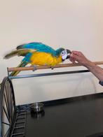 Lieve jonge ara te koop, Dieren en Toebehoren, Vogels | Parkieten en Papegaaien, Vrouwelijk, Papegaai, Pratend
